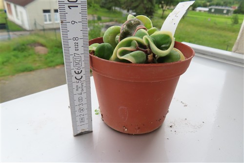 Hoya carnosa compacta regalis – Bild 3