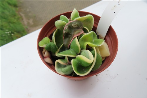 Hoya carnosa compacta regalis – Bild 2