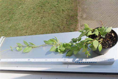 Hoya lacunosa mint – Bild 3