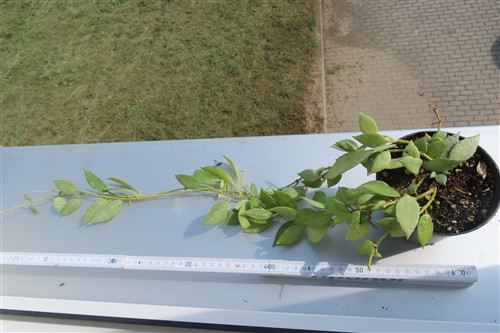 Hoya lacunosa mint – Bild 2
