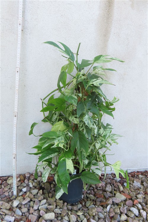 Epipremnum pinnatum marble variegata – Bild 2