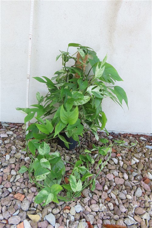 Epipremnum pinnatum marble variegata – Bild 2