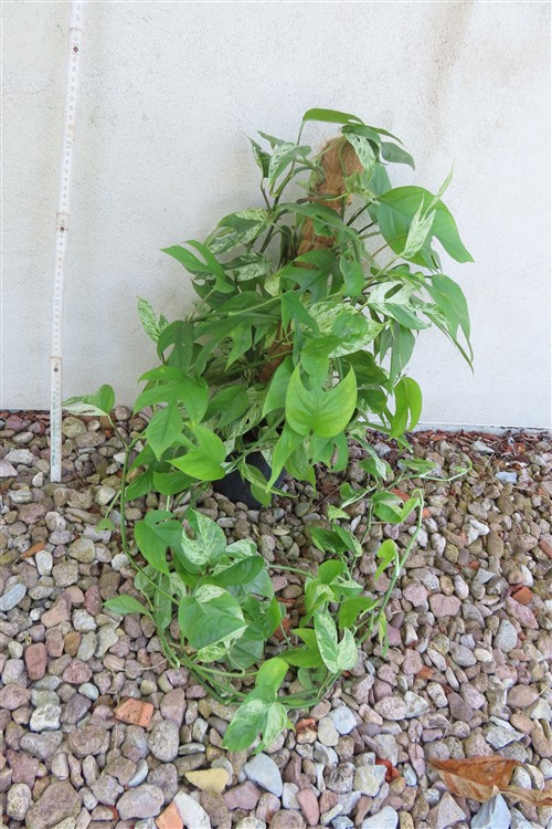 Epipremnum pinnatum marble variegata – Bild 3