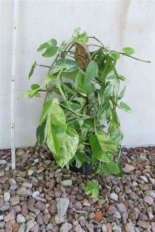 Epipremnum pinnatum marble variegata – Bild 2