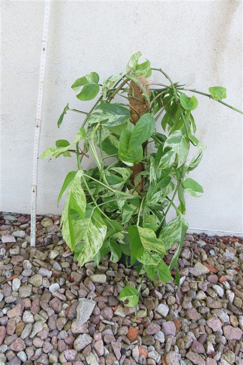 Epipremnum pinnatum marble variegata – Bild 3