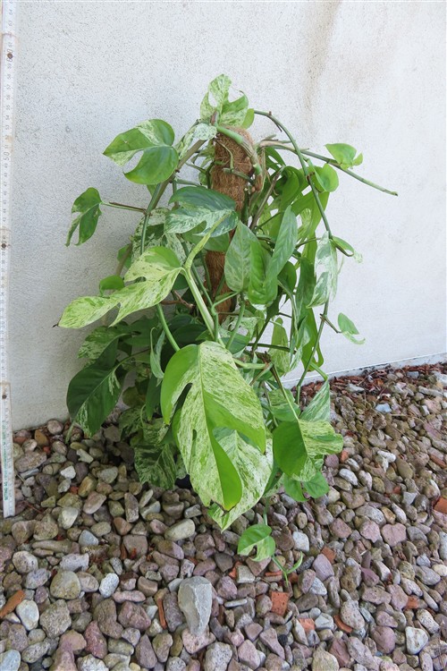 Epipremnum pinnatum marble variegata – Bild 4