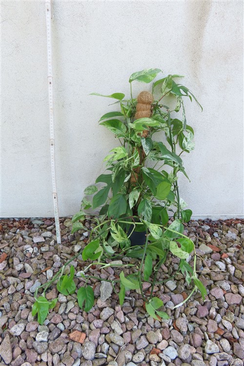 Epipremnum pinnatum marble variegata – Bild 2