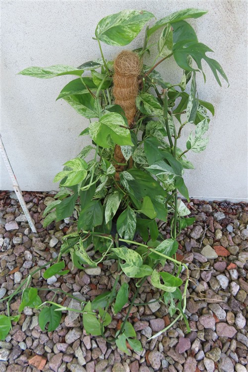 Epipremnum pinnatum marble variegata – Bild 3