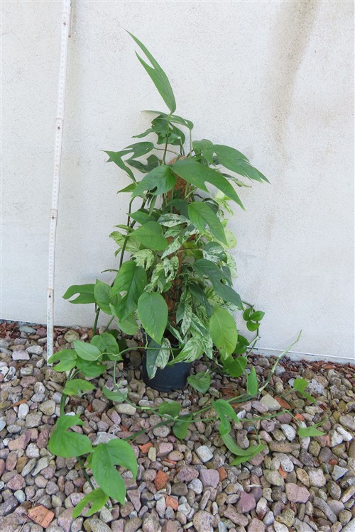 Epipremnum pinnatum marble variegata – Bild 3