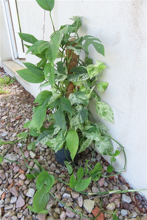 Epipremnum pinnatum marble variegata – Bild 2