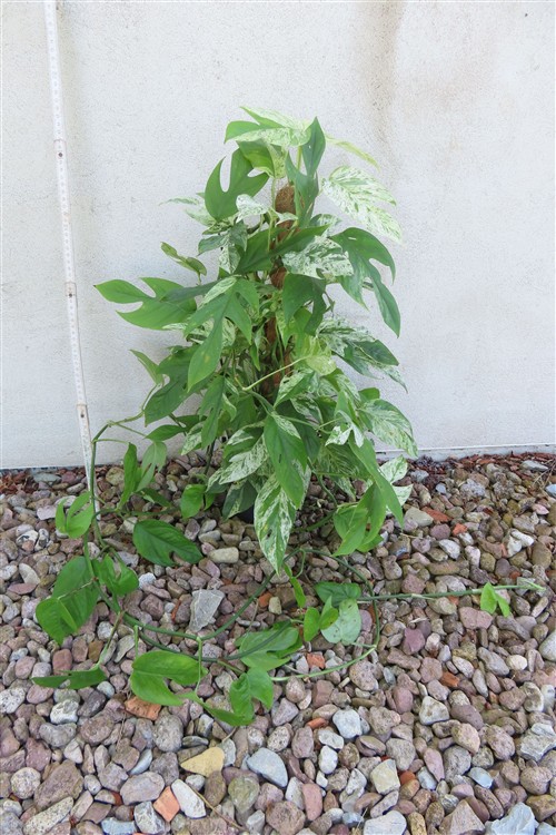 Epipremnum pinnatum marble variegata – Bild 3