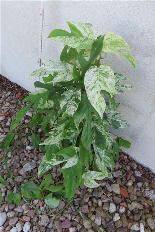 Epipremnum pinnatum marble variegata – Bild 2