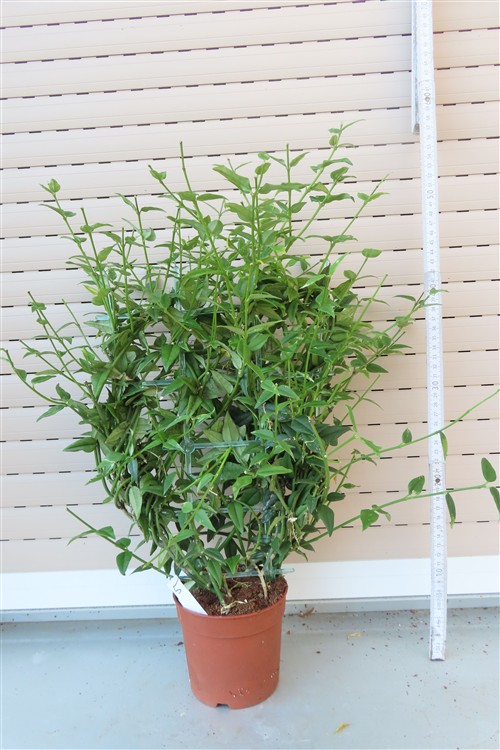 Hoya bella – Bild 3