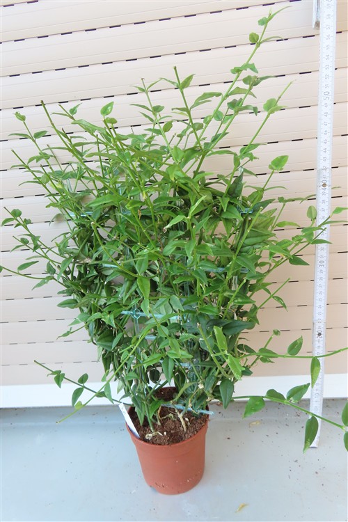 Hoya bella – Bild 2