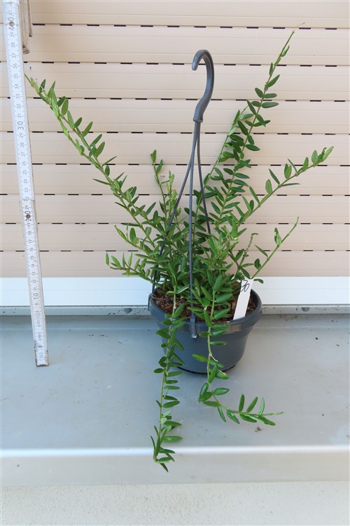 Hoya engleriana – Bild 3