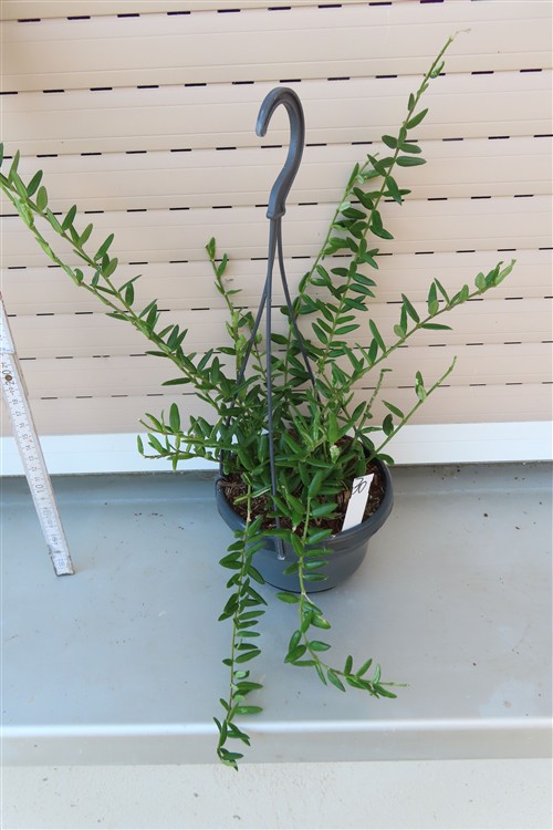 Hoya engleriana – Bild 2