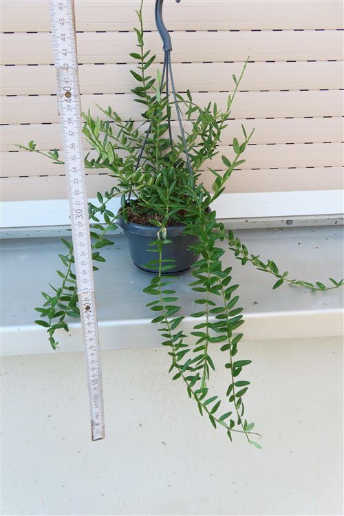 Hoya engleriana – Bild 2
