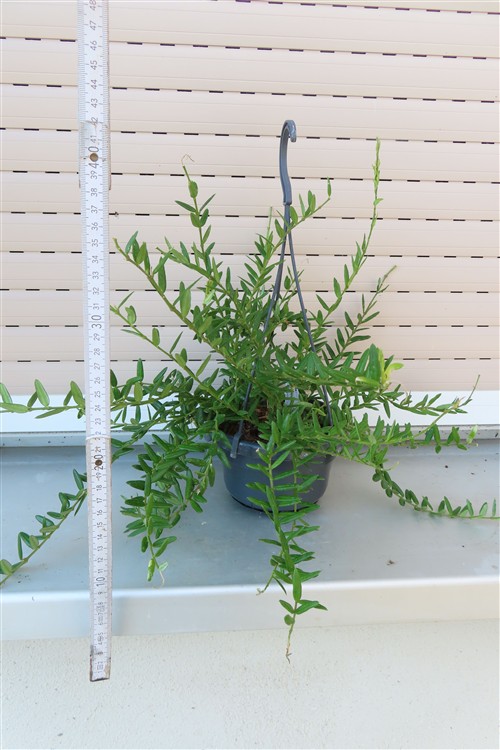 Hoya engleriana – Bild 3