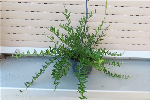 Hoya engleriana – Bild 2