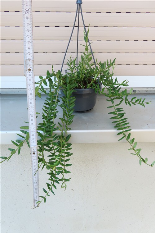Hoya engleriana – Bild 2