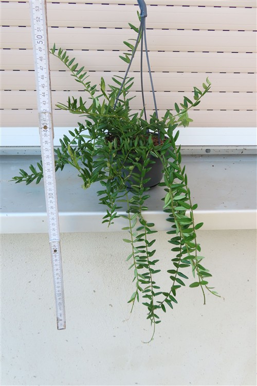 Hoya engleriana – Bild 2