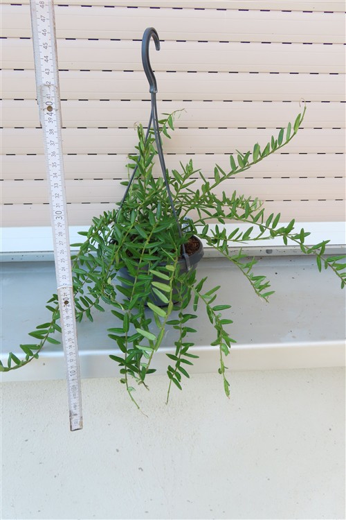 Hoya engleriana – Bild 2
