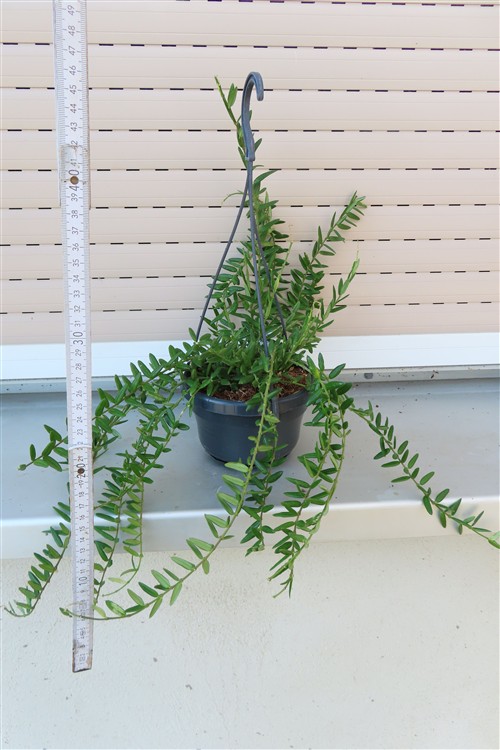 Hoya engleriana – Bild 2