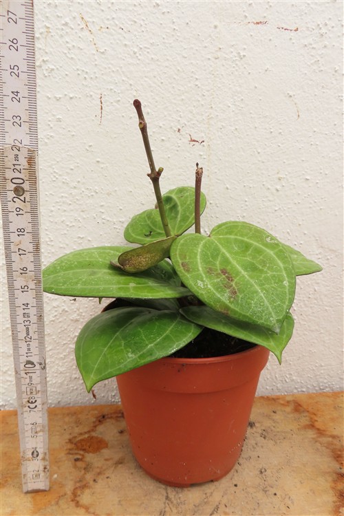 Hoya Sarawak Cream – Bild 2