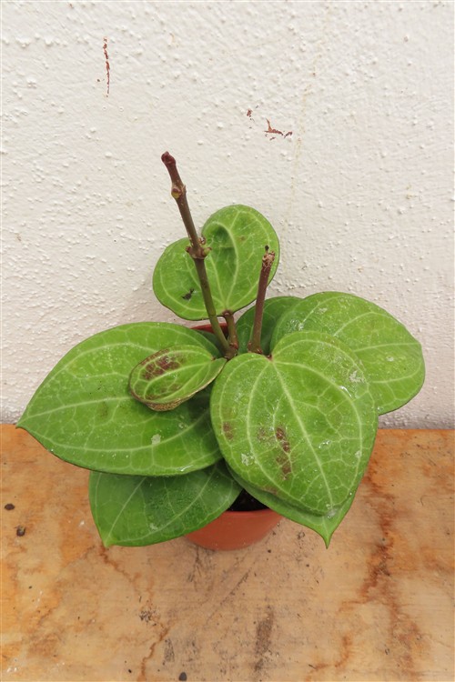 Hoya Sarawak Cream – Bild 3