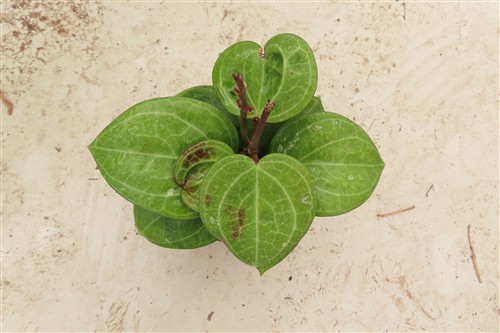 Hoya Sarawak Cream – Bild 4