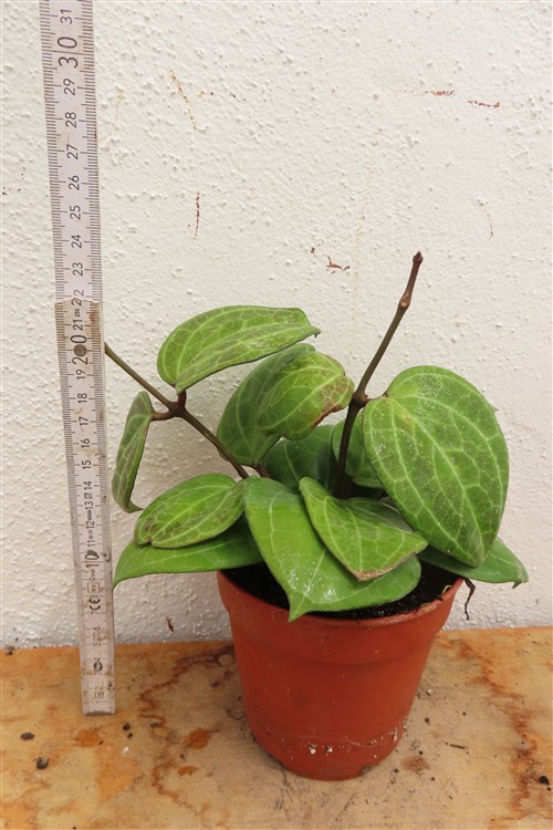 Hoya Sarawak Cream – Bild 2