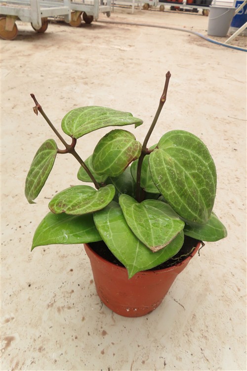 Hoya Sarawak Cream – Bild 3
