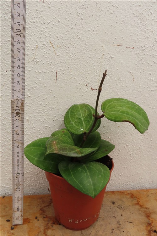 Hoya Sarawak Cream – Bild 2