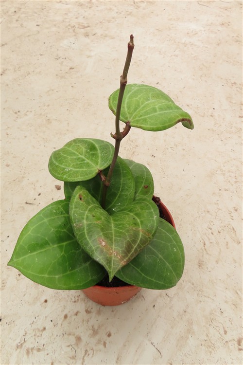 Hoya Sarawak Cream – Bild 3