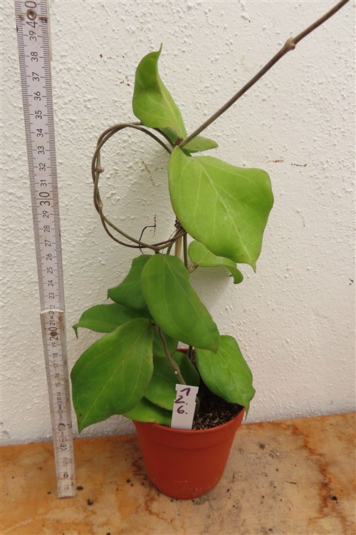 Hoya chuniana – Bild 2