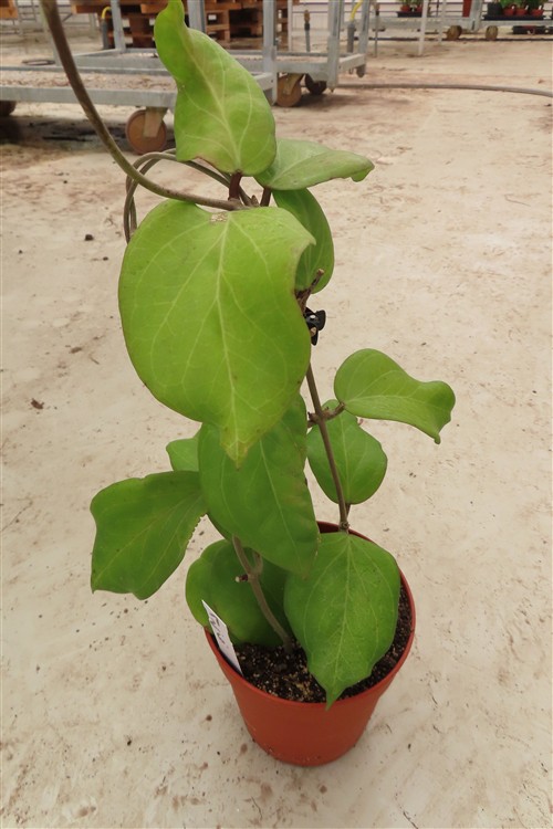 Hoya chuniana – Bild 3