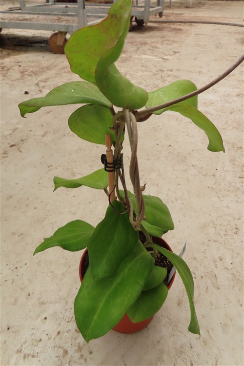 Hoya chuniana – Bild 4