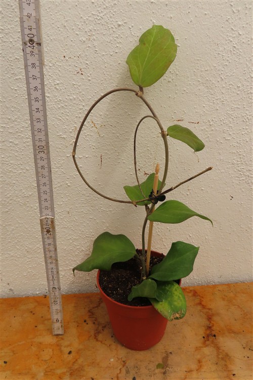 Hoya chuniana – Bild 2
