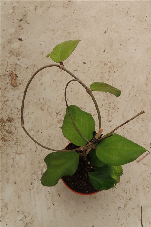Hoya chuniana – Bild 3