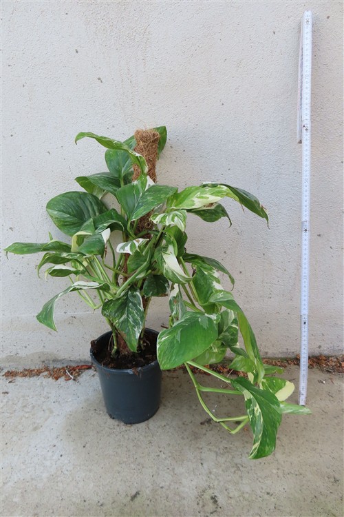 Monstera lechleriana variegata – Bild 2