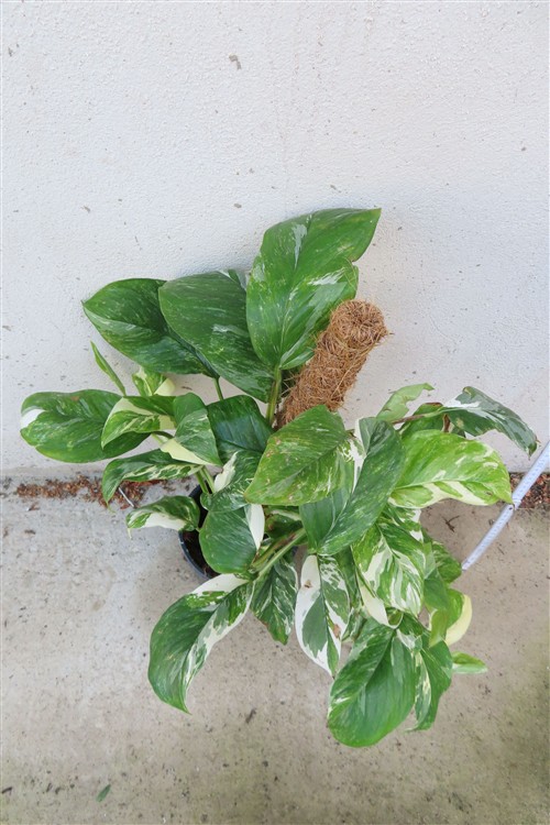 Monstera lechleriana variegata – Bild 3