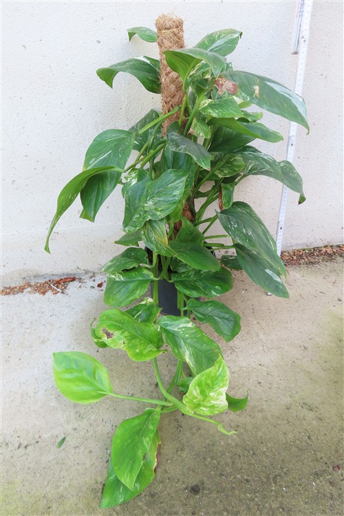 Monstera lechleriana variegata – Bild 2