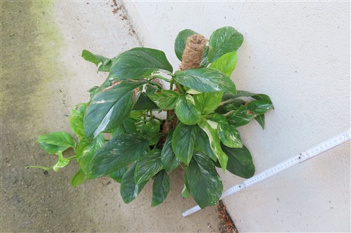 Monstera lechleriana variegata – Bild 4