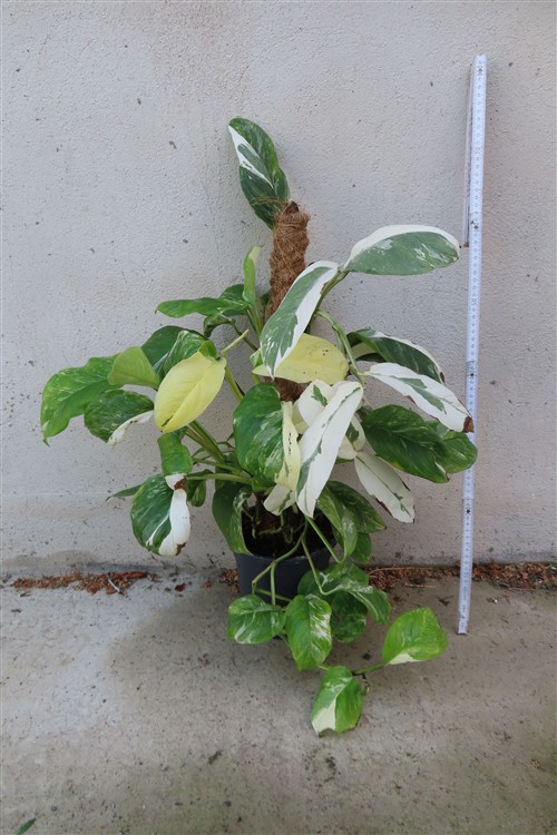 Monstera lechleriana variegata – Bild 2