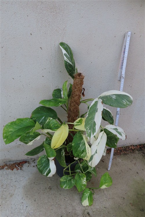 Monstera lechleriana variegata – Bild 3