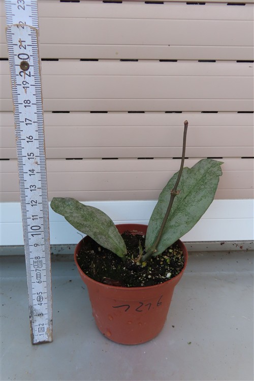 Hoya Mitrata silver – Bild 2