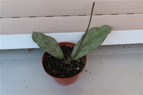 Hoya Mitrata silver – Bild 3