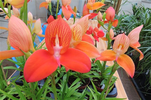 Orchidee Disa Hybride – Bild 2