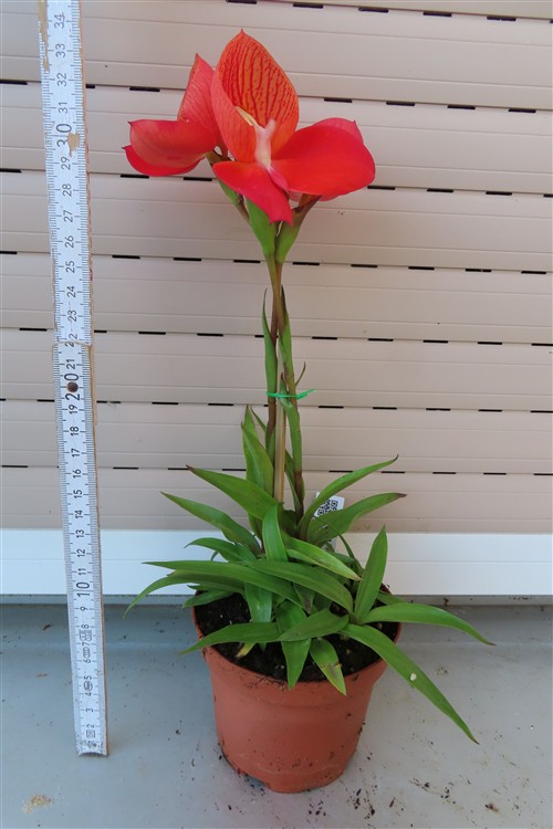 Orchidee Disa Hybride – Bild 2