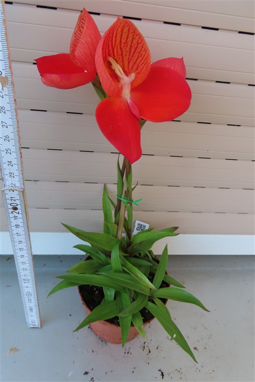 Orchidee Disa Hybride – Bild 3